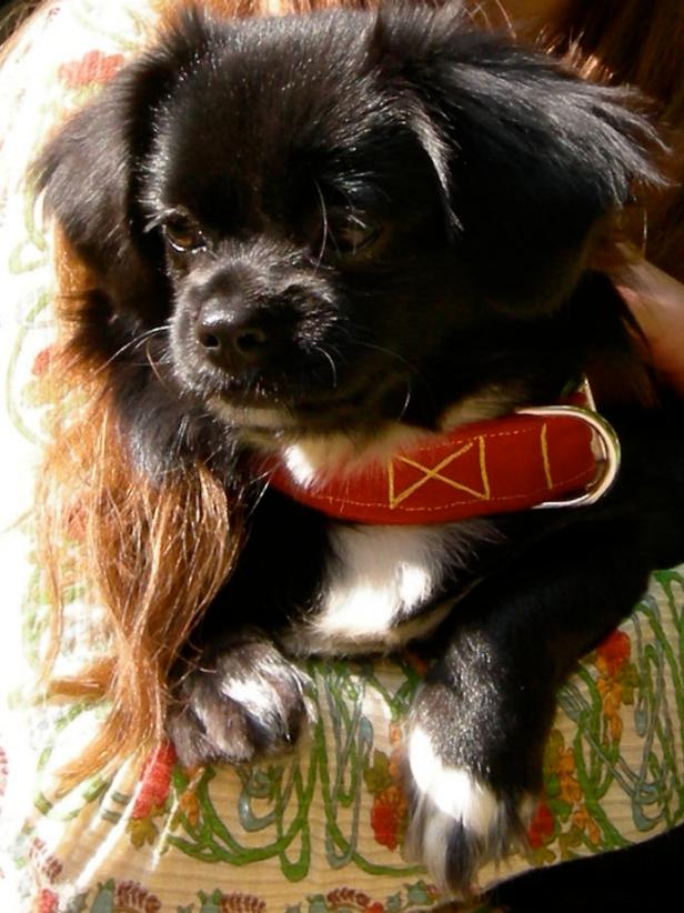 Custom Red Hemp Dog Collar Custom Red Hemp Dog Collar