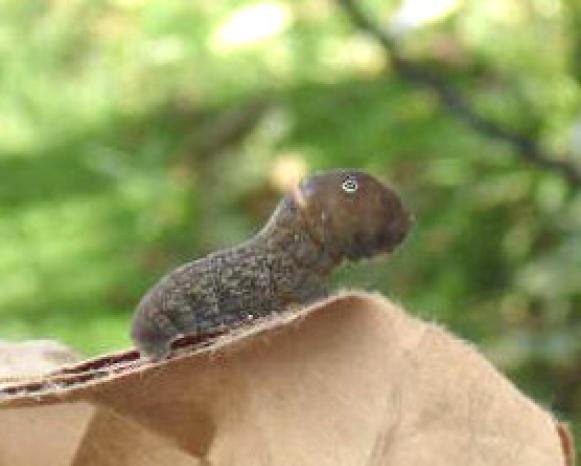 easterntiger_swallowtail_caterpillar easterntiger_swallowtail_caterpillar