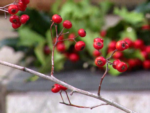 gby1407_seg3_redberryholly gby1407_seg3_redberryholly