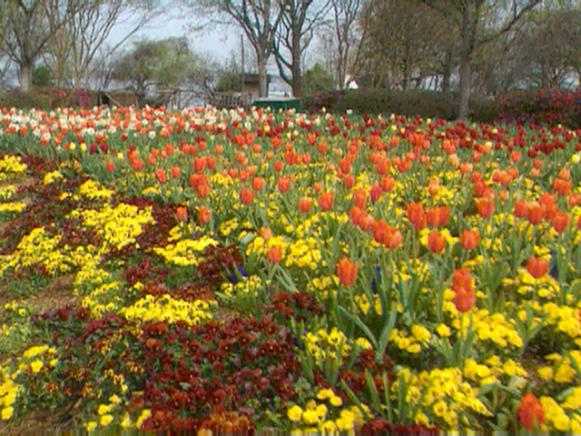 gby1410_seg3_bulbsinbloom gby1410_seg3_bulbsinbloom