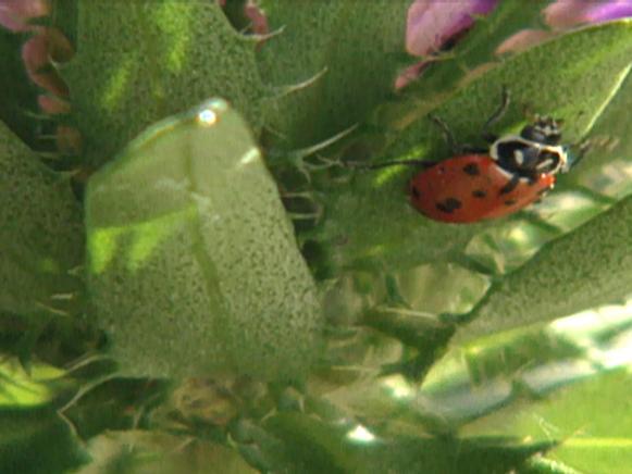 gby1502_ladybug