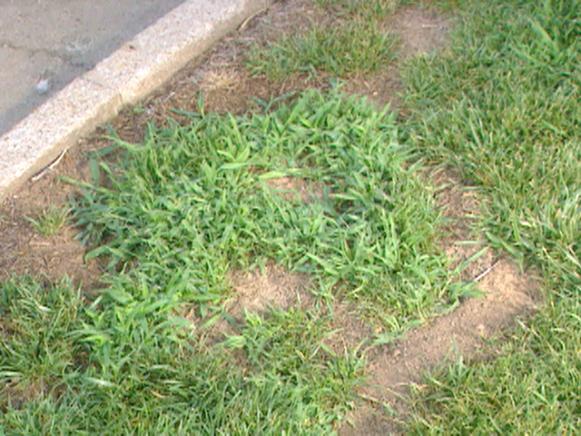 gby1413_crabgrass gby1413_crabgrass