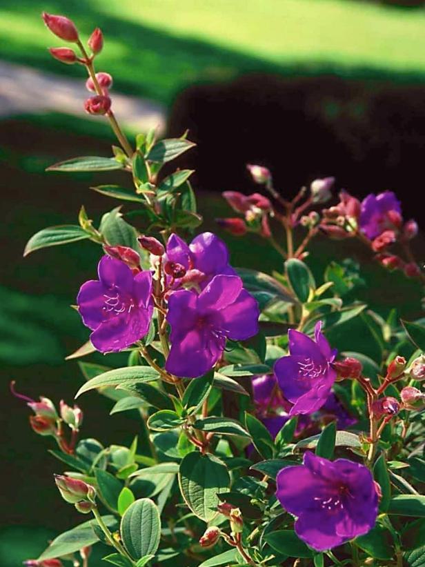 princess_Tibouchina_monrovia princess_Tibouchina_monrovia