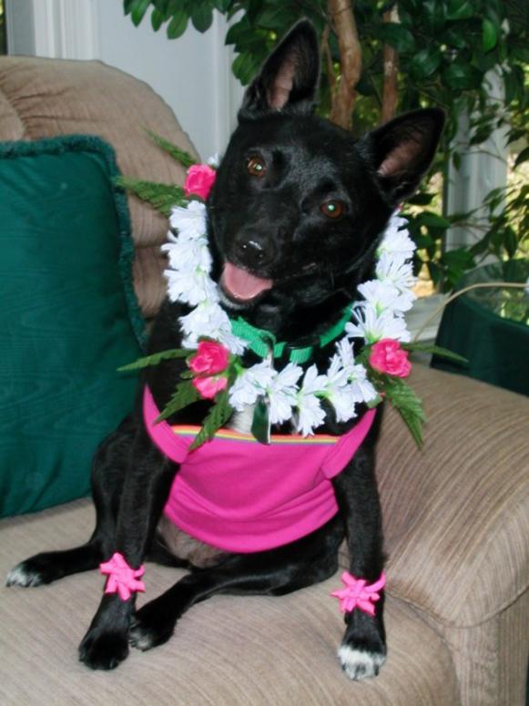 Hula_dog_costume Hula_dog_costume
