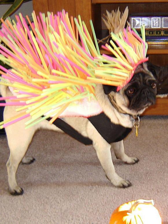 Porcupug Porcupug