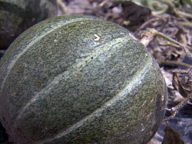 gby1508seg3_melon gby1508seg3_melon