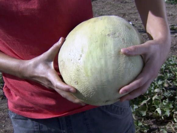 gby1508seg3_wintermelon gby1508seg3_wintermelon