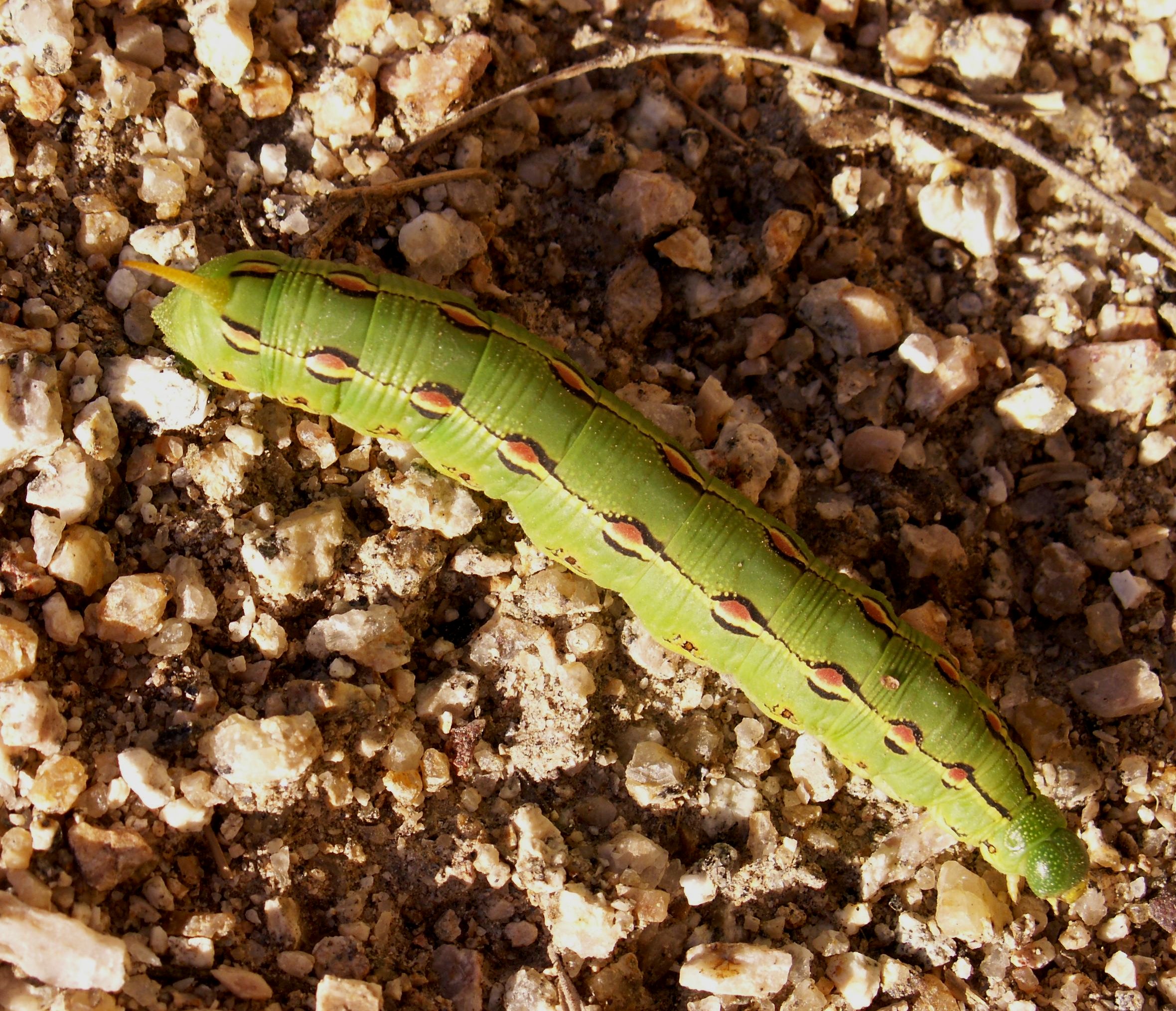 download hornworm moths download hornworm moths