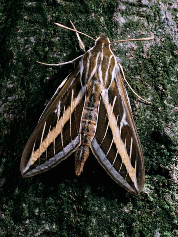 white-lined-sphinx-moth_adult white-lined-sphinx-moth_adult