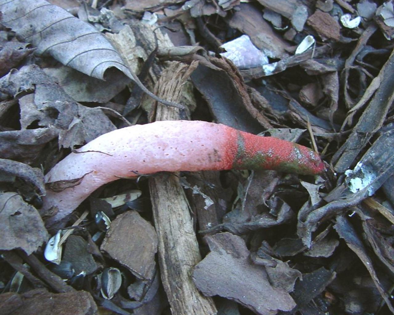 Fungus on Mulch Stinkhorn HGTV