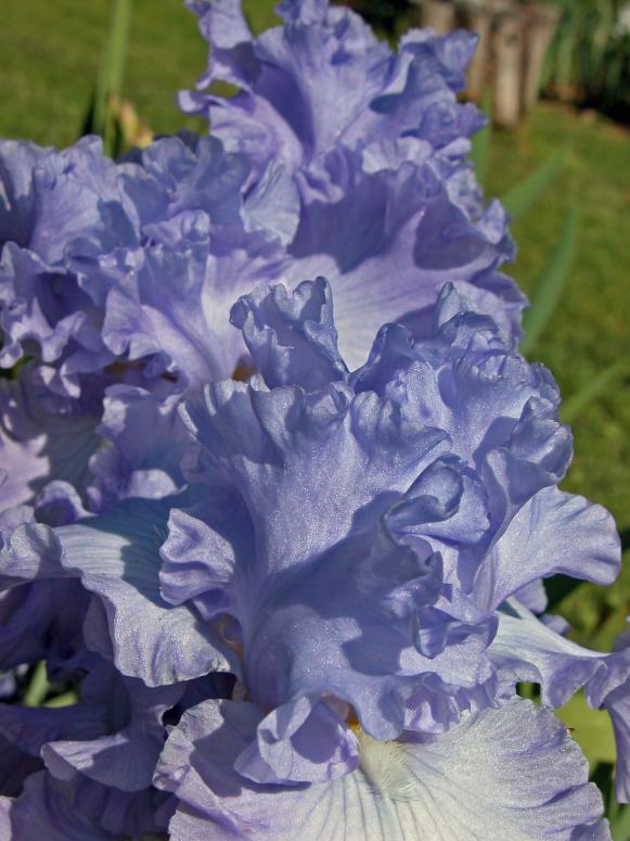 budget_iris_bearded_lavender budget_iris_bearded_lavender