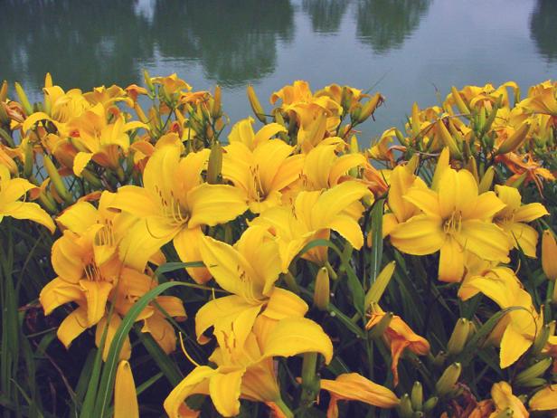 daylilies_yellow daylilies_yellow