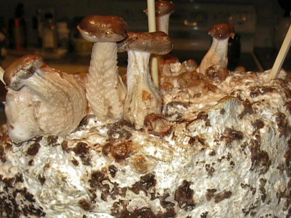 gby1708_4d_mushrooms-growing gby1708_4d_mushrooms-growing