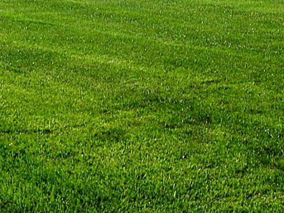 0103373_green-grass_s4x3 0103373_green-grass_s4x3