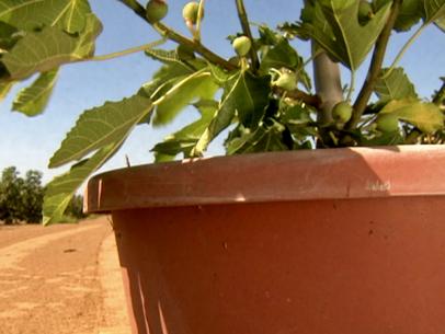 gby1707_3e_fig-in-container_s4x3