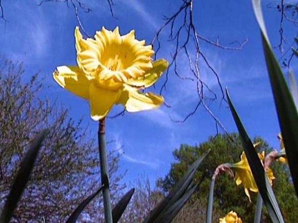 0036934B3_gold-bloom_s4x3 0036934B3_gold-bloom_s4x3