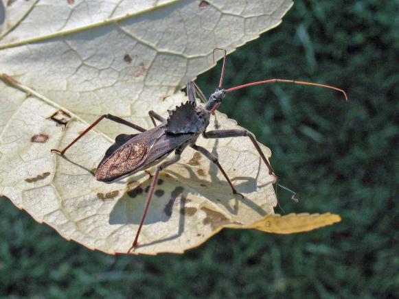 wheel-bug wheel-bug
