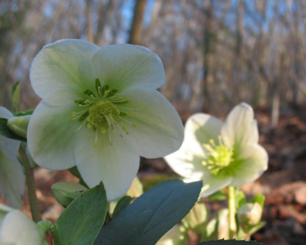 pre-season_hellebore2 pre-season_hellebore2