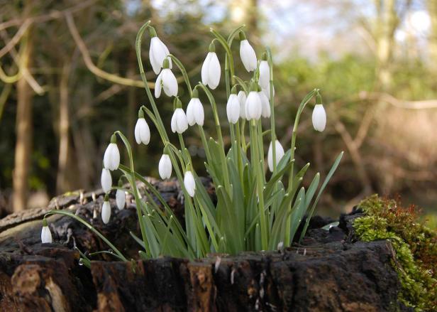 pre-season-Galanthus-nivalis pre-season-Galanthus-nivalis