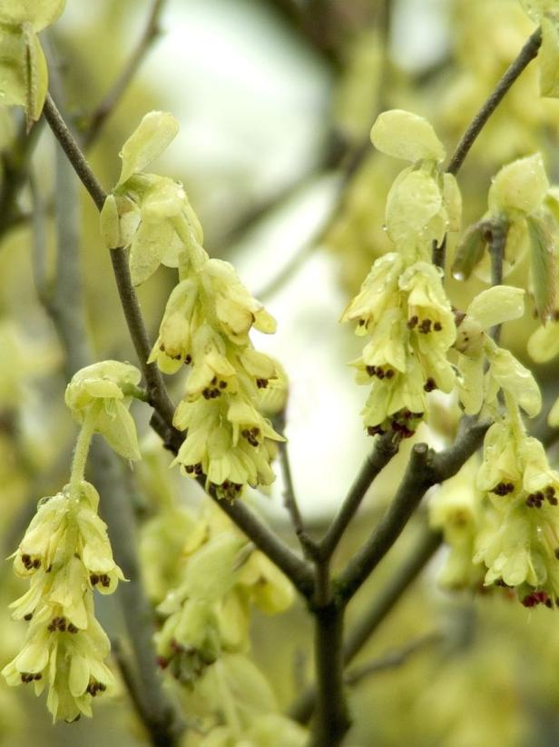 Yellow Winter Flowers Buttercup Winterhazel Monrovia Yellow Winter Flowers Buttercup Winterhazel Monrovia