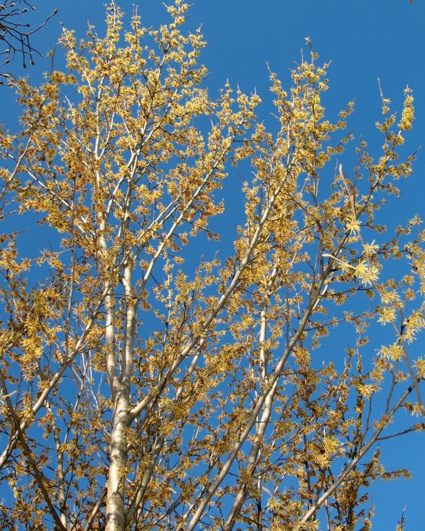 pre-season_witchhazel pre-season_witchhazel