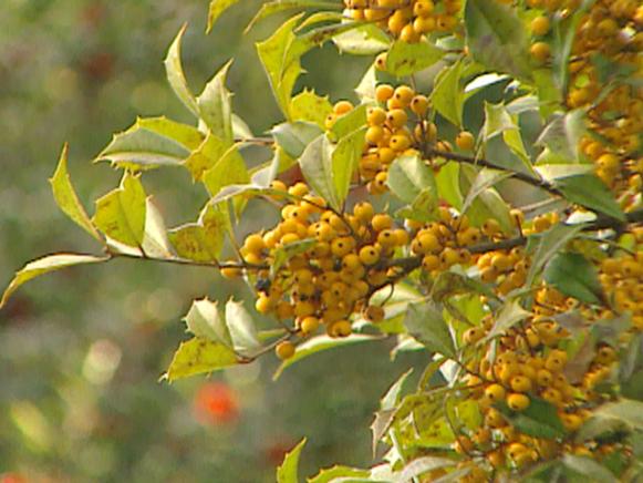 gby1407_seg3_yellowberryholly gby1407_seg3_yellowberryholly
