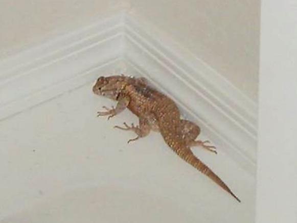 collared-lizard collared-lizard