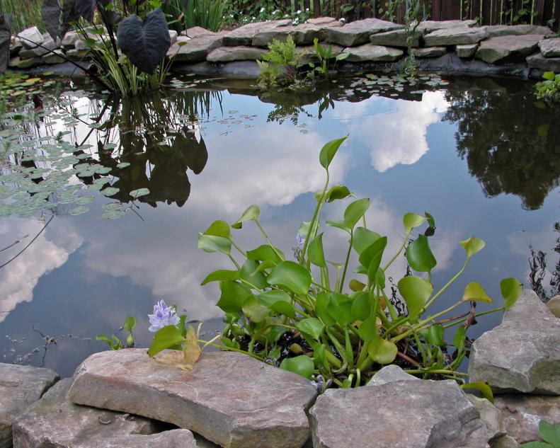 Pond as Water Feature 