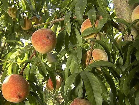 gby1702_3b-peach gby1702_3b-peach
