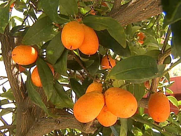gby1702_3-citrus gby1702_3-citrus