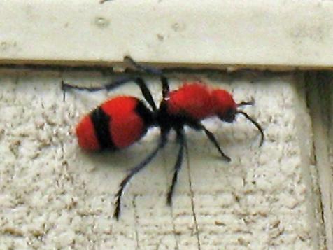 Red Velvet Ant