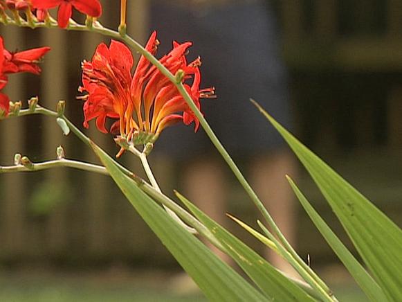gby1701_4a_Crocosmia_Closeup gby1701_4a_Crocosmia_Closeup