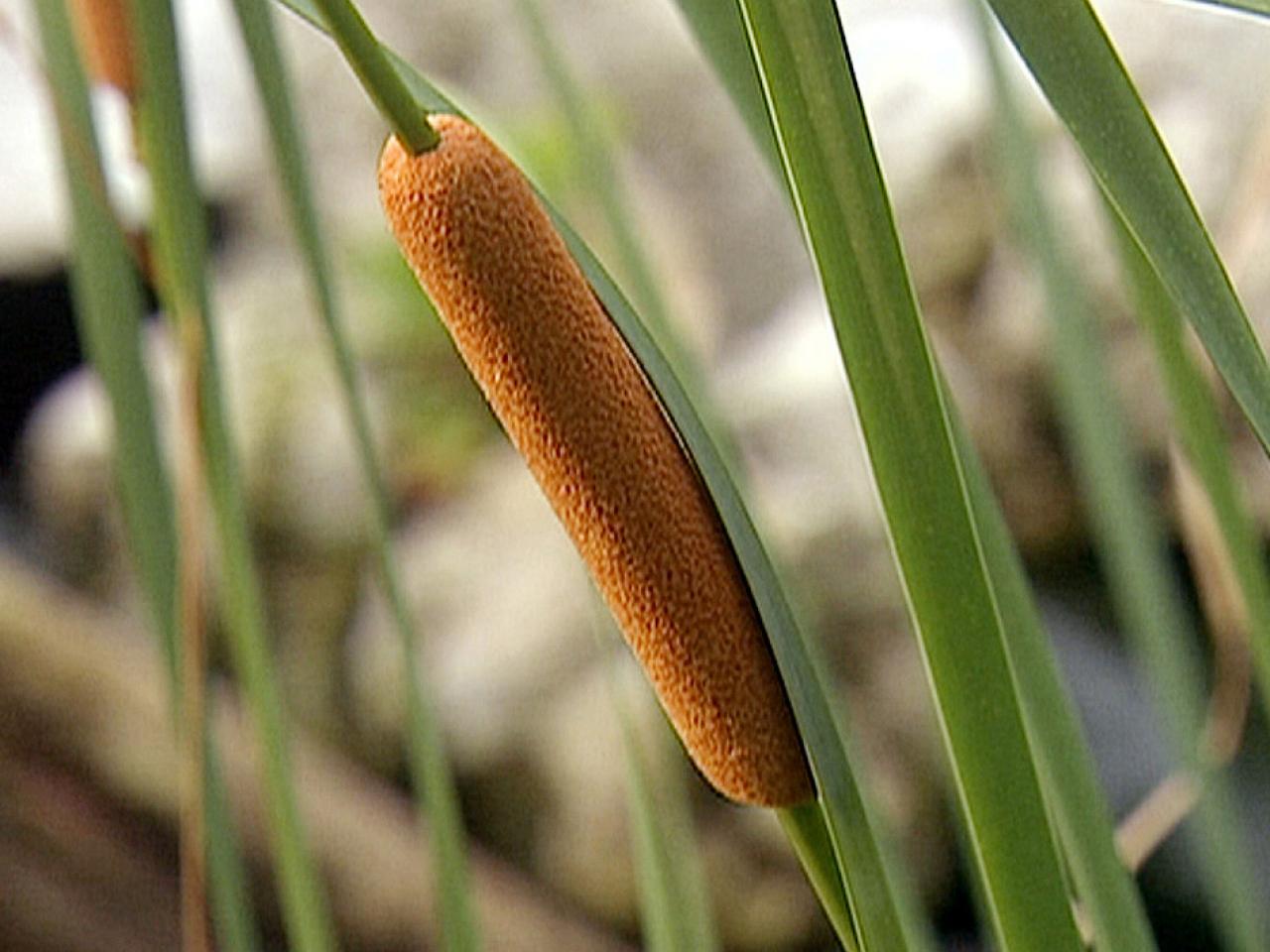 Paul�s Plant Picks Crocosmia, Cattail and Castor Bean HGTV
