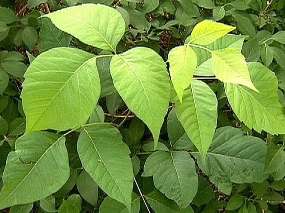gby1701_1_poison_ivy gby1701_1_poison_ivy