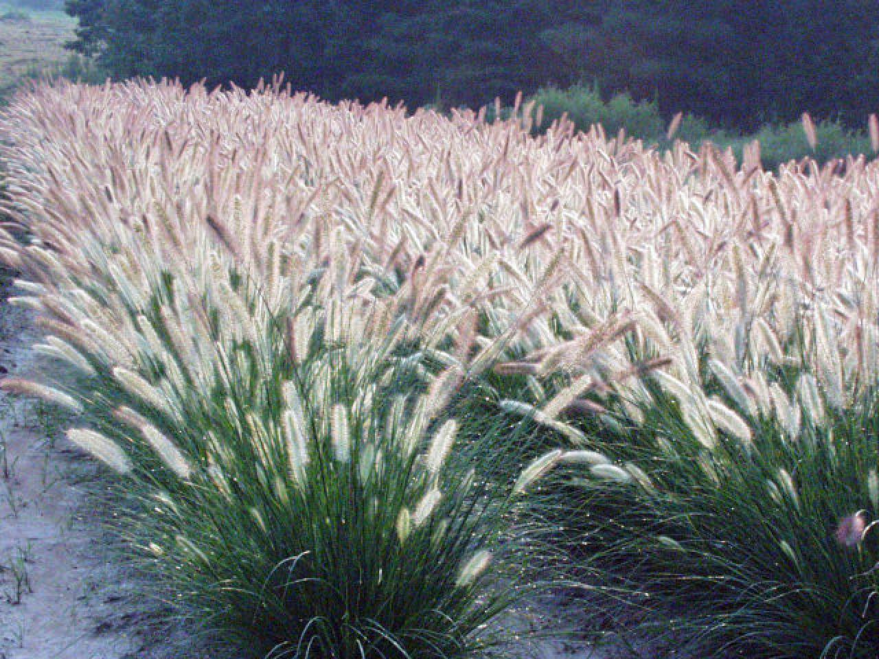 Types of Ornamental Grasses | HGTV