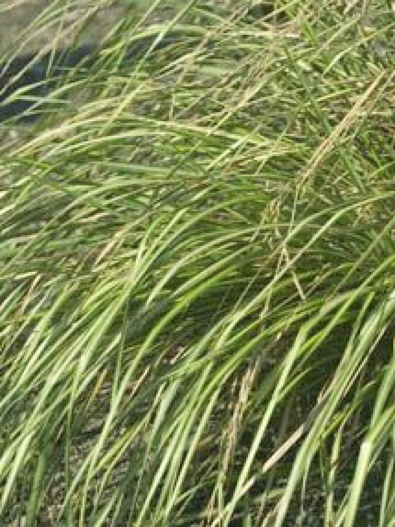 Types of Ornamental Grasses | HGTV