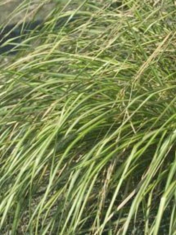 grass_eldorado_walters2 grass_eldorado_walters2