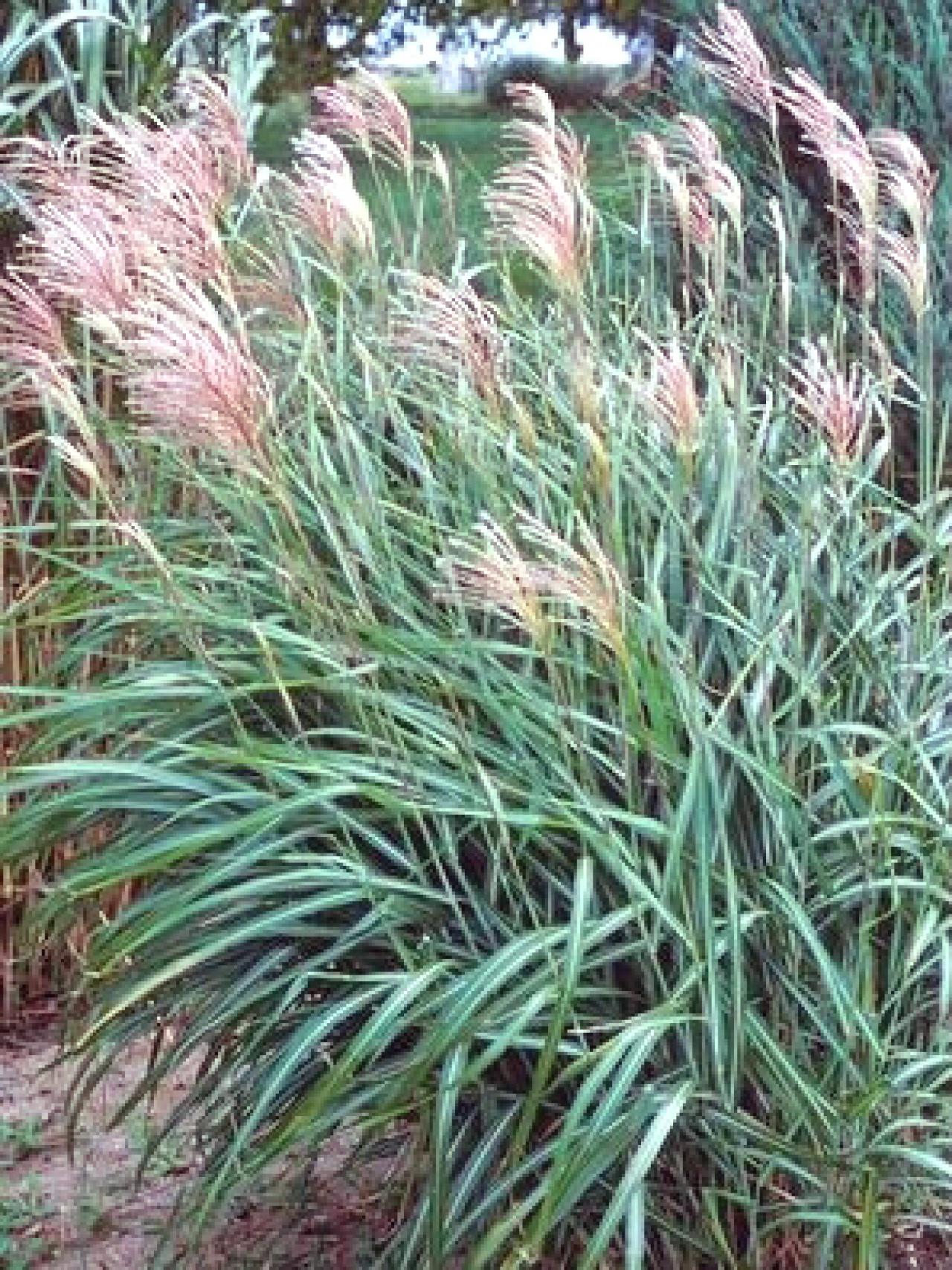 Types Of Ornamental Grasses Hgtv 