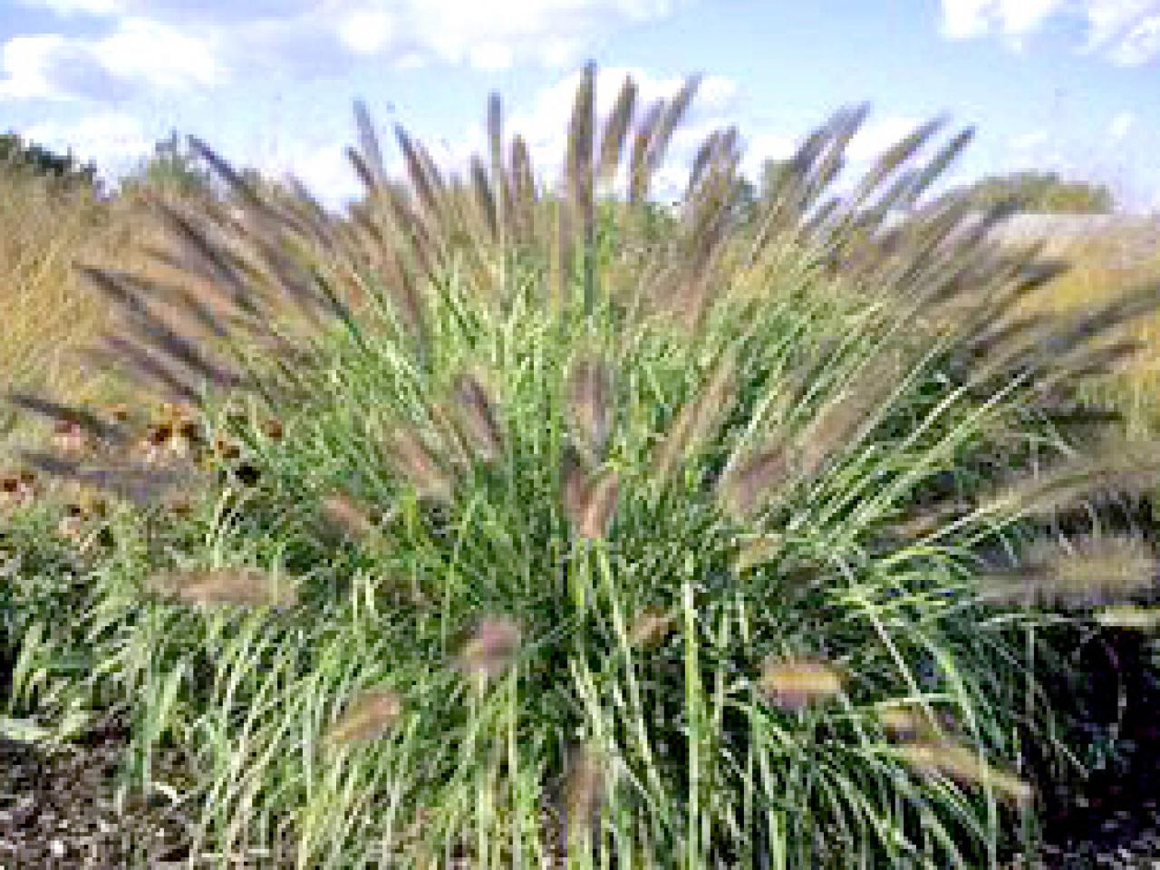 Types of Ornamental Grasses | HGTV