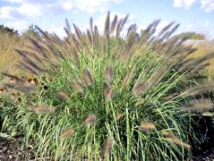 grass_redhead_walters2 grass_redhead_walters2
