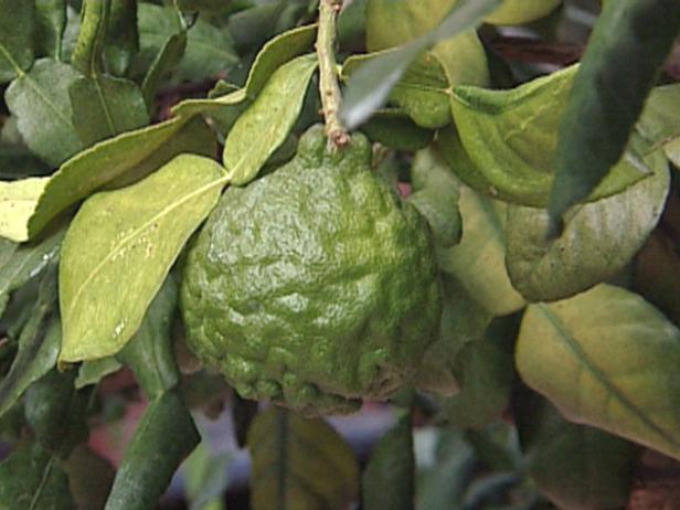 grd1407_Kaffir-lime grd1407_Kaffir-lime