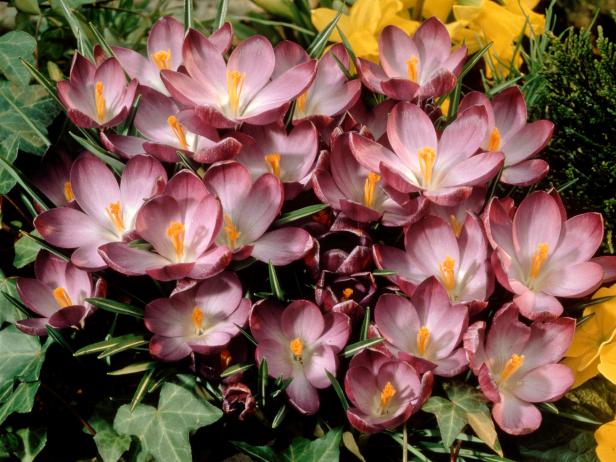 Crocus_Ruby_Giant Crocus_Ruby_Giant
