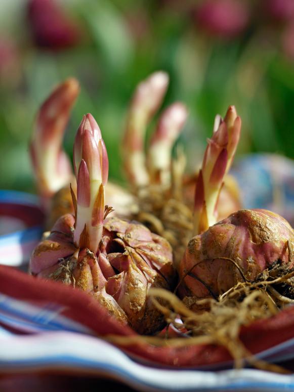 Lily_bulb Lily_bulb