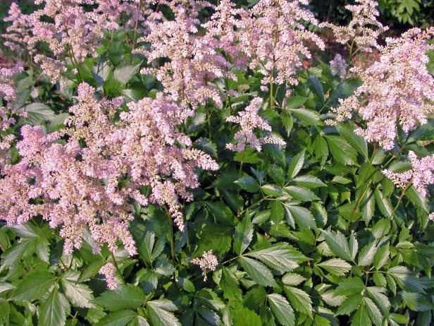 budget_astilbe budget_astilbe