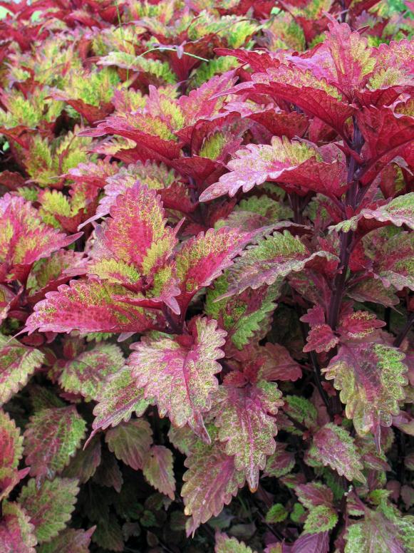 budget_coleus_indian-summer budget_coleus_indian-summer