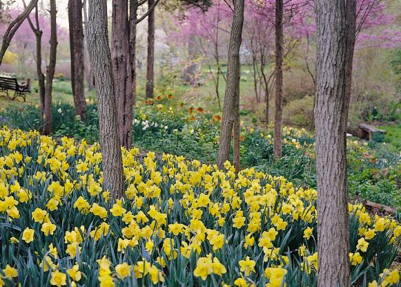 budget_daffodils_naturalize budget_daffodils_naturalize