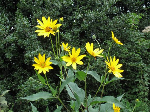 budget_helianthus budget_helianthus