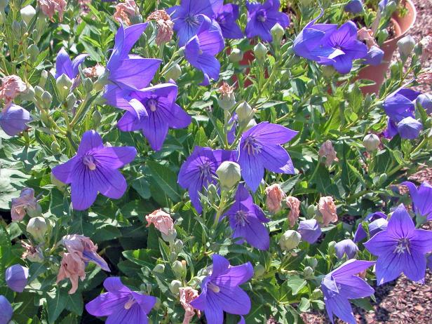 budget_platycodon_astra-blue budget_platycodon_astra-blue
