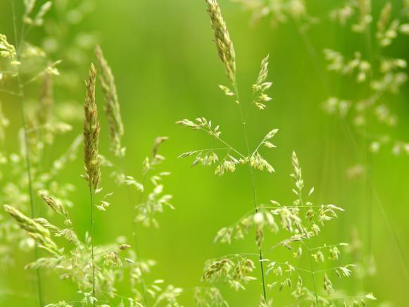 Grass Plants Growing