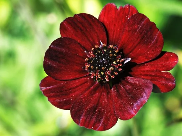 Dark red chocolate cosmos flower up close